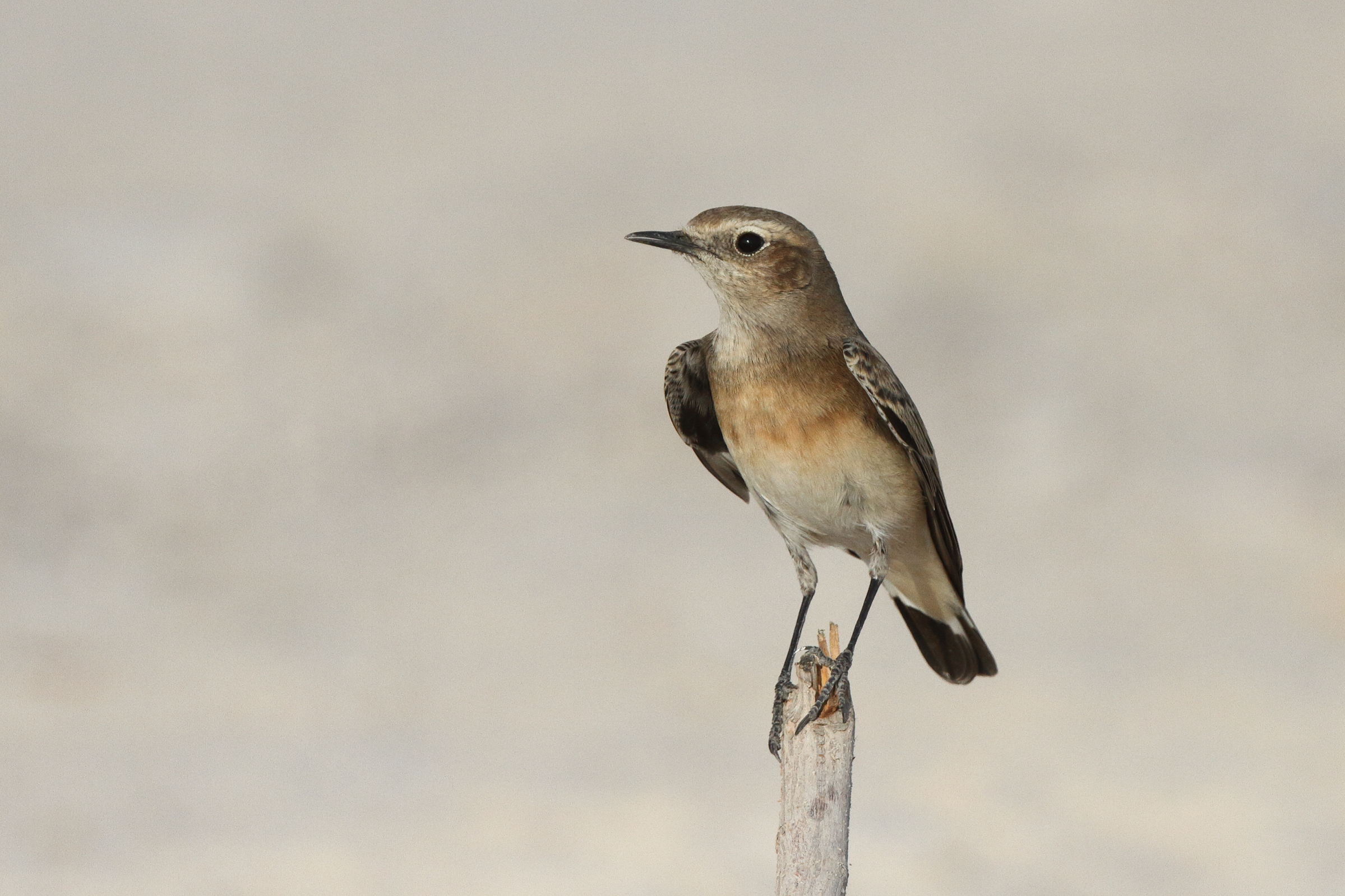 Pied Wheatear. Qatar, 02 November 2013 © Neil G. Morris.