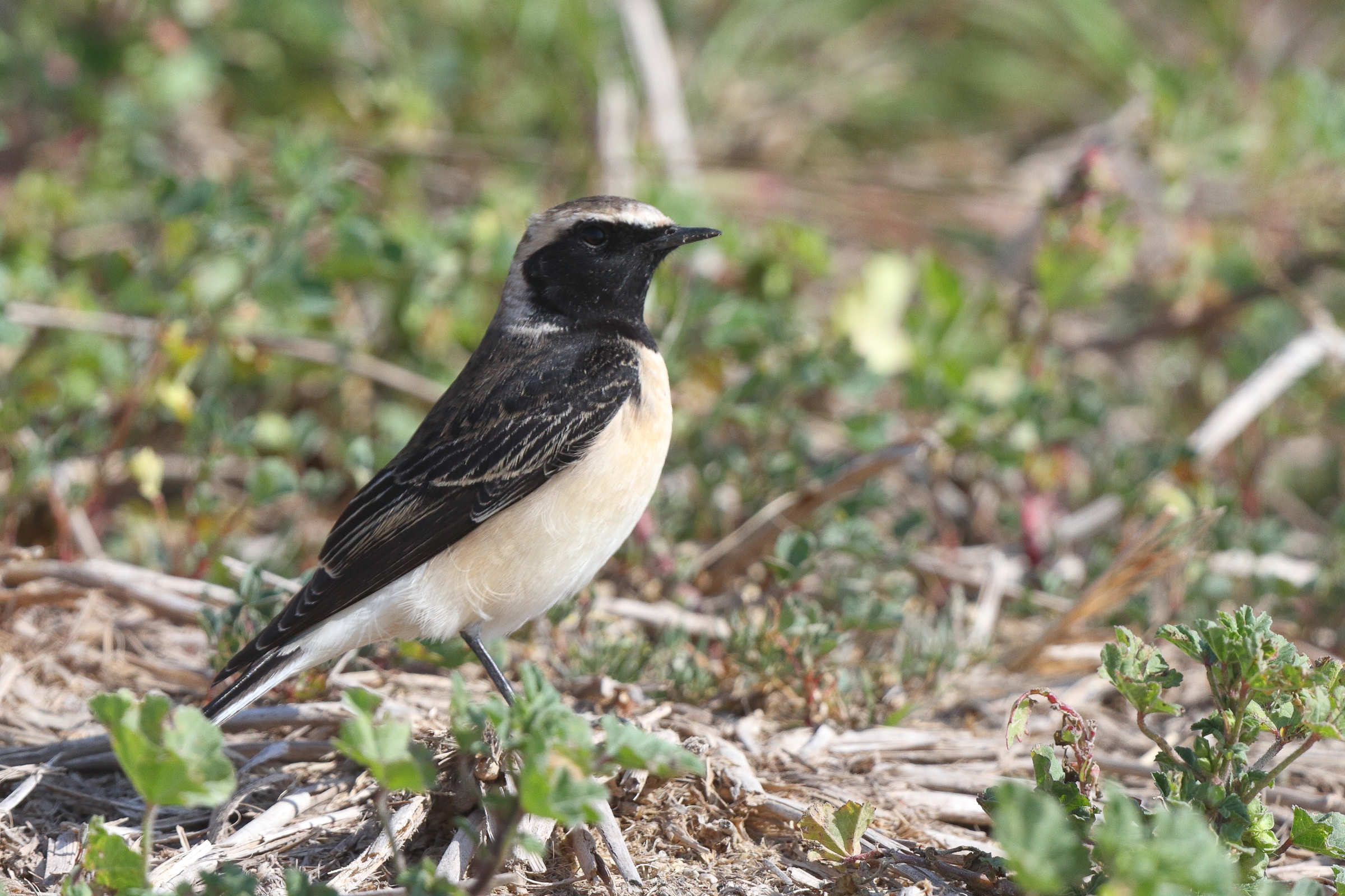 Pied Wheatear. Qatar, 18 February 2014 © Neil G. Morris.