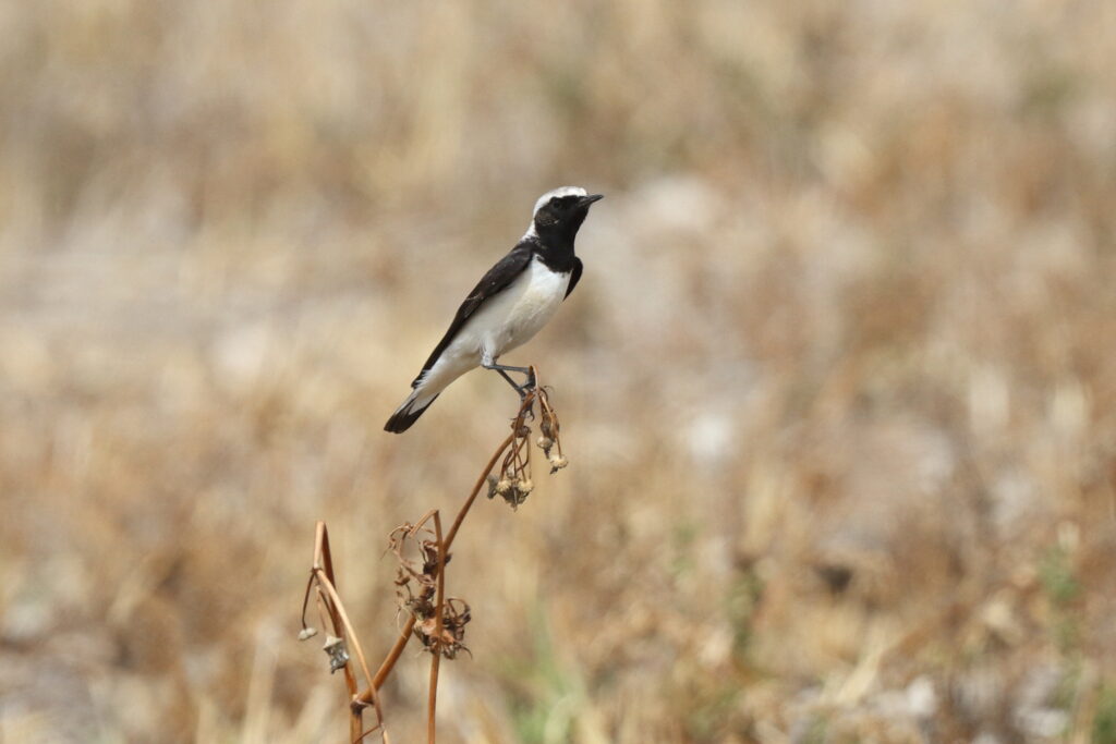 Pied Wheatear. Qatar, 14 March 2014 © Neil G. Morris.