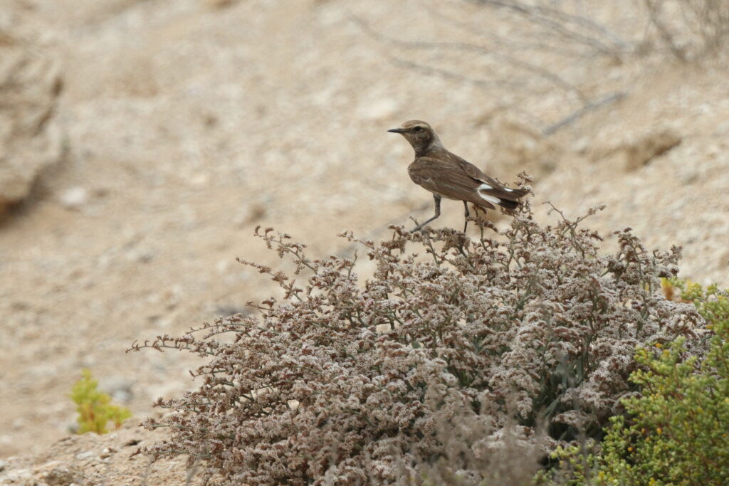 Pied Wheatear. Qatar, 13 May 2014 © Neil G. Morris.