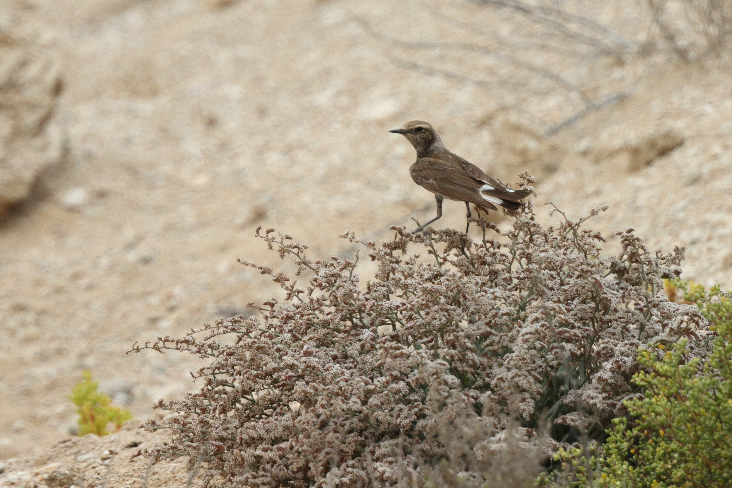 Pied Wheatear. Qatar, 13 May 2014 © Neil G. Morris.