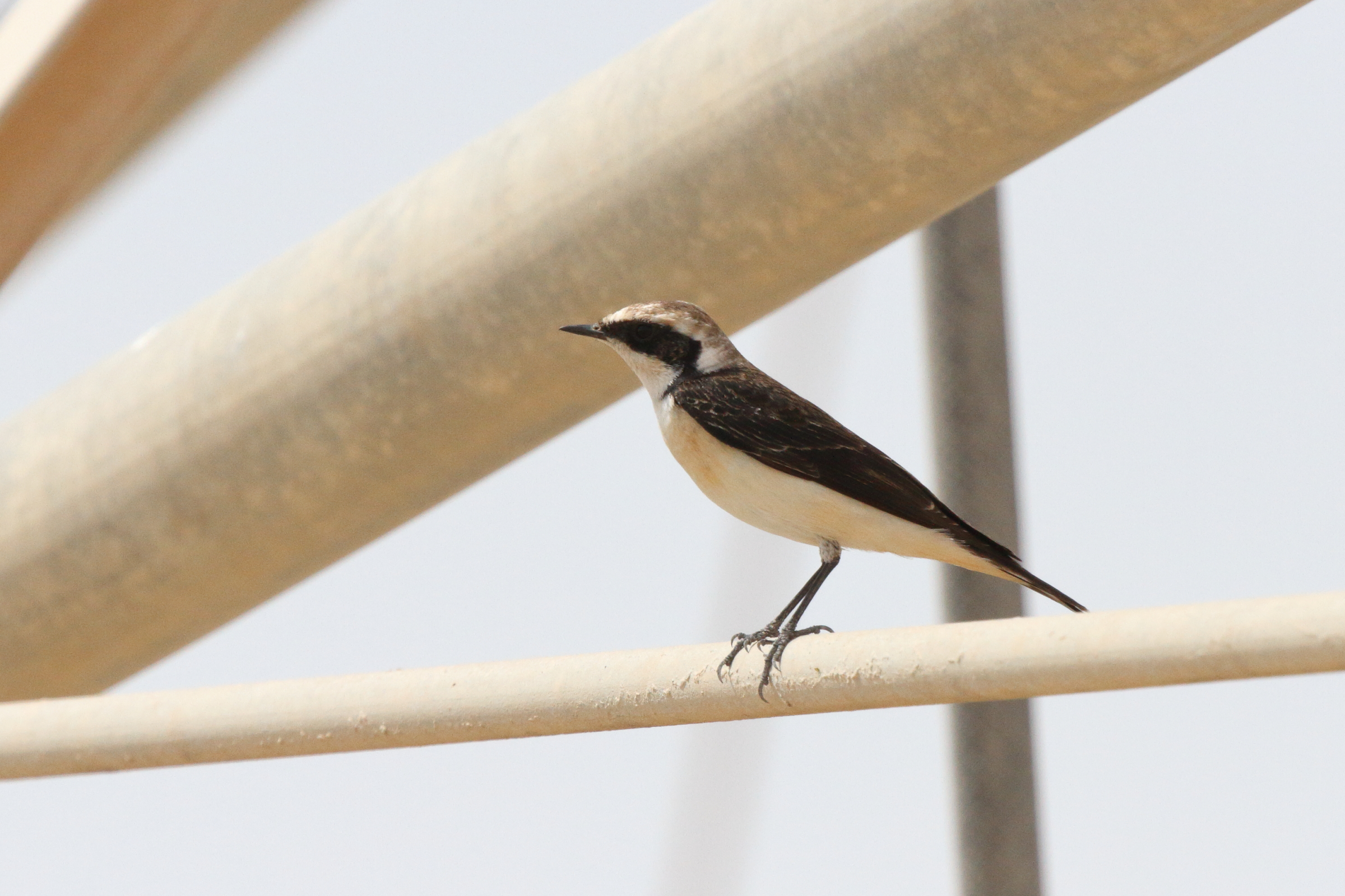 'vittata' Pied Wheatear. Qatar, 03 March 2013 © Neil G. Morris.