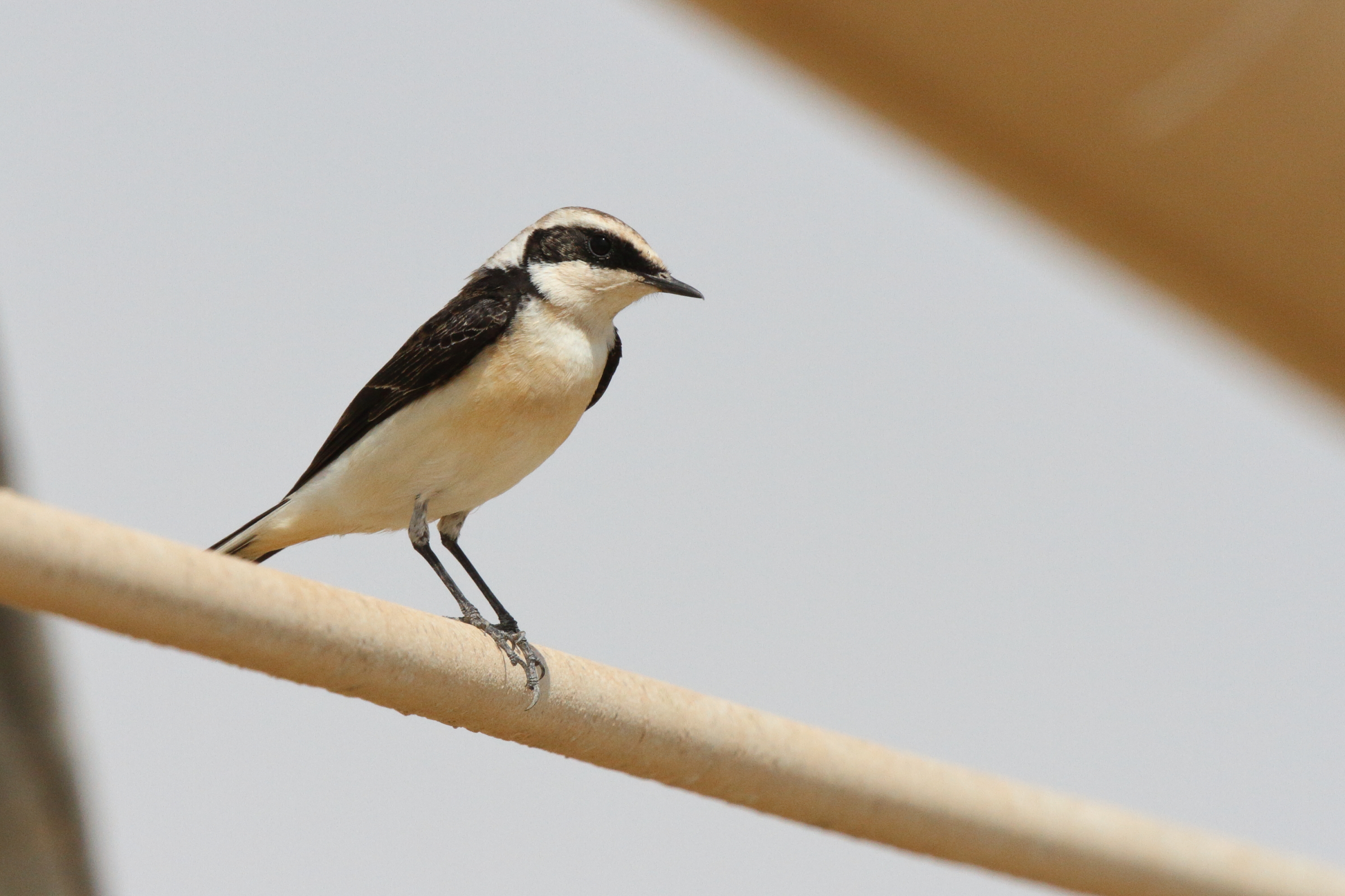 'vittata' Pied Wheatear. Qatar, 03 March 2013 © Neil G. Morris.