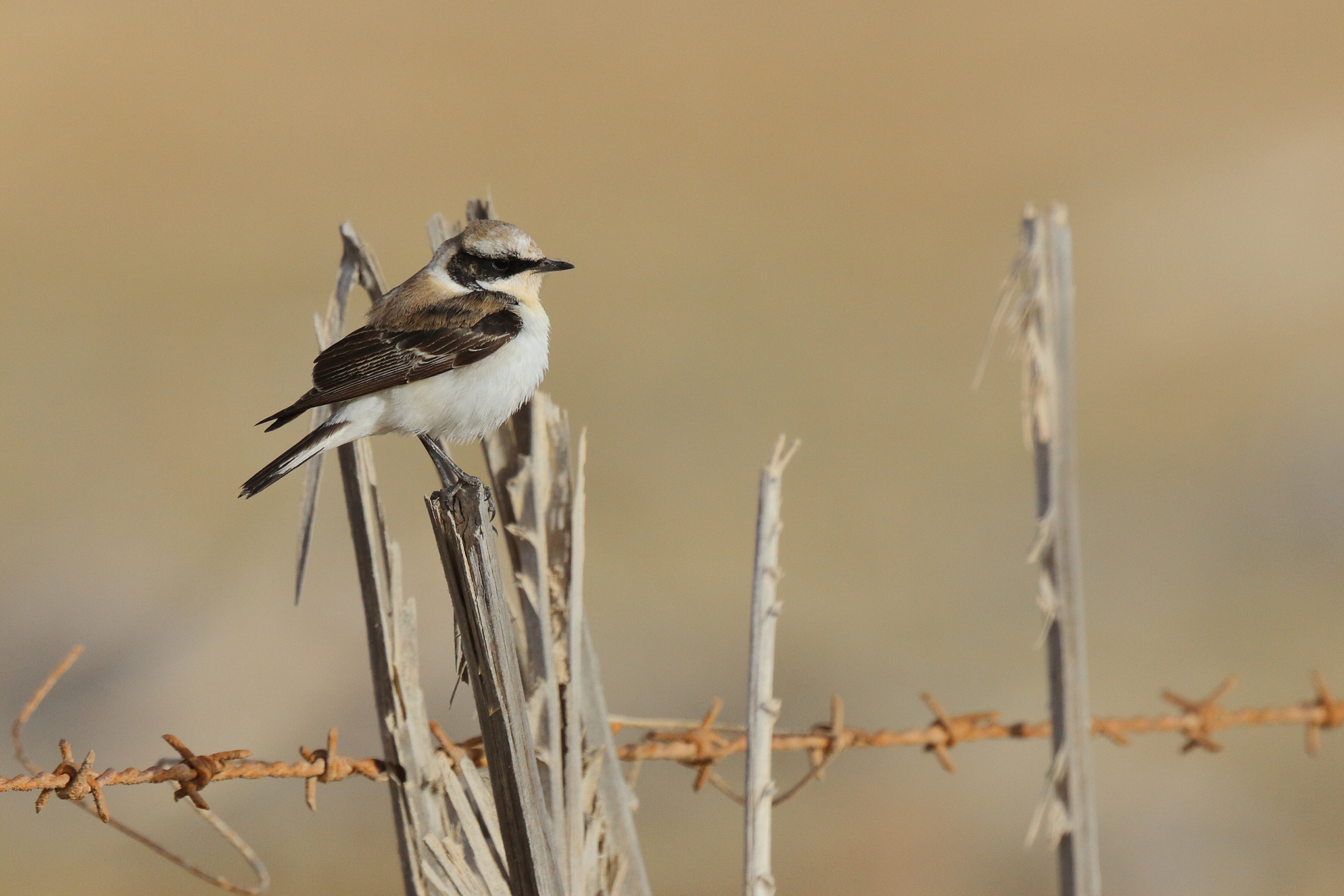 'vittata' Pied Wheatear. Qatar, 09 March 2013 © Neil G. Morris.