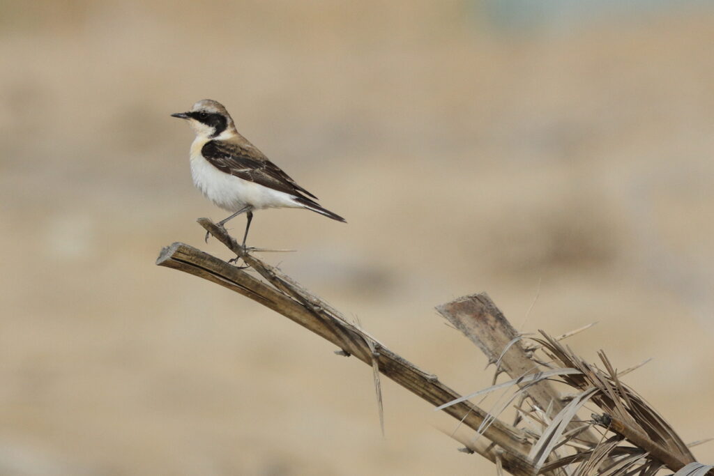 'vittata' Pied Wheatear. Qatar, 09 March 2013 © Neil G. Morris.