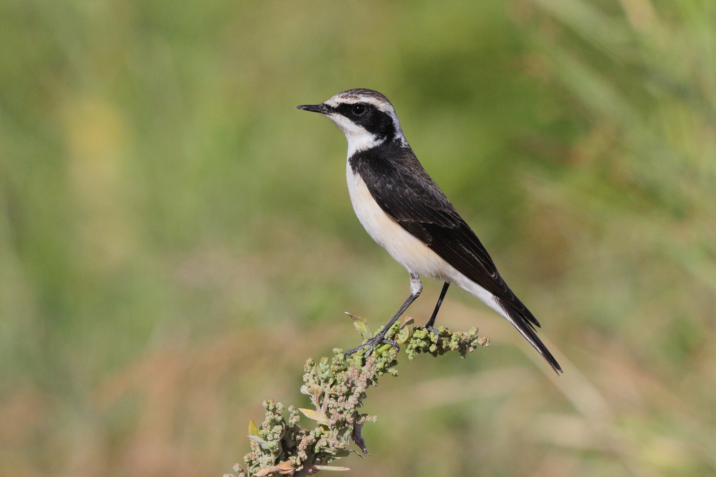 'vittata' Pied Wheatear. Qatar, 23 March 2013 © Neil G. Morris.
