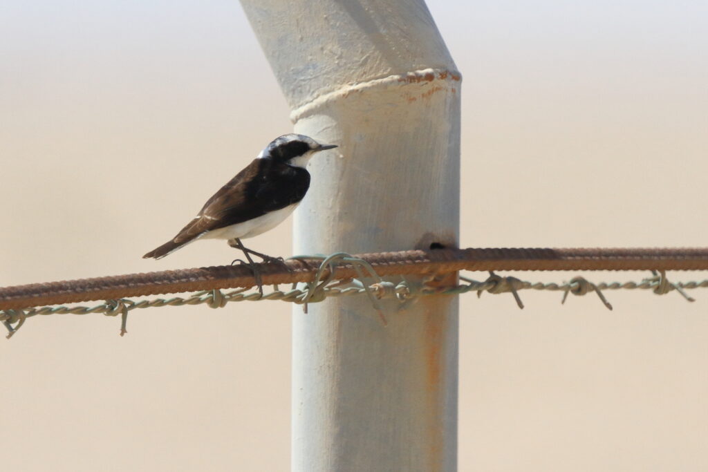 'vittata' Pied Wheatear. Qatar, 17 March 2014 © Neil G. Morris.