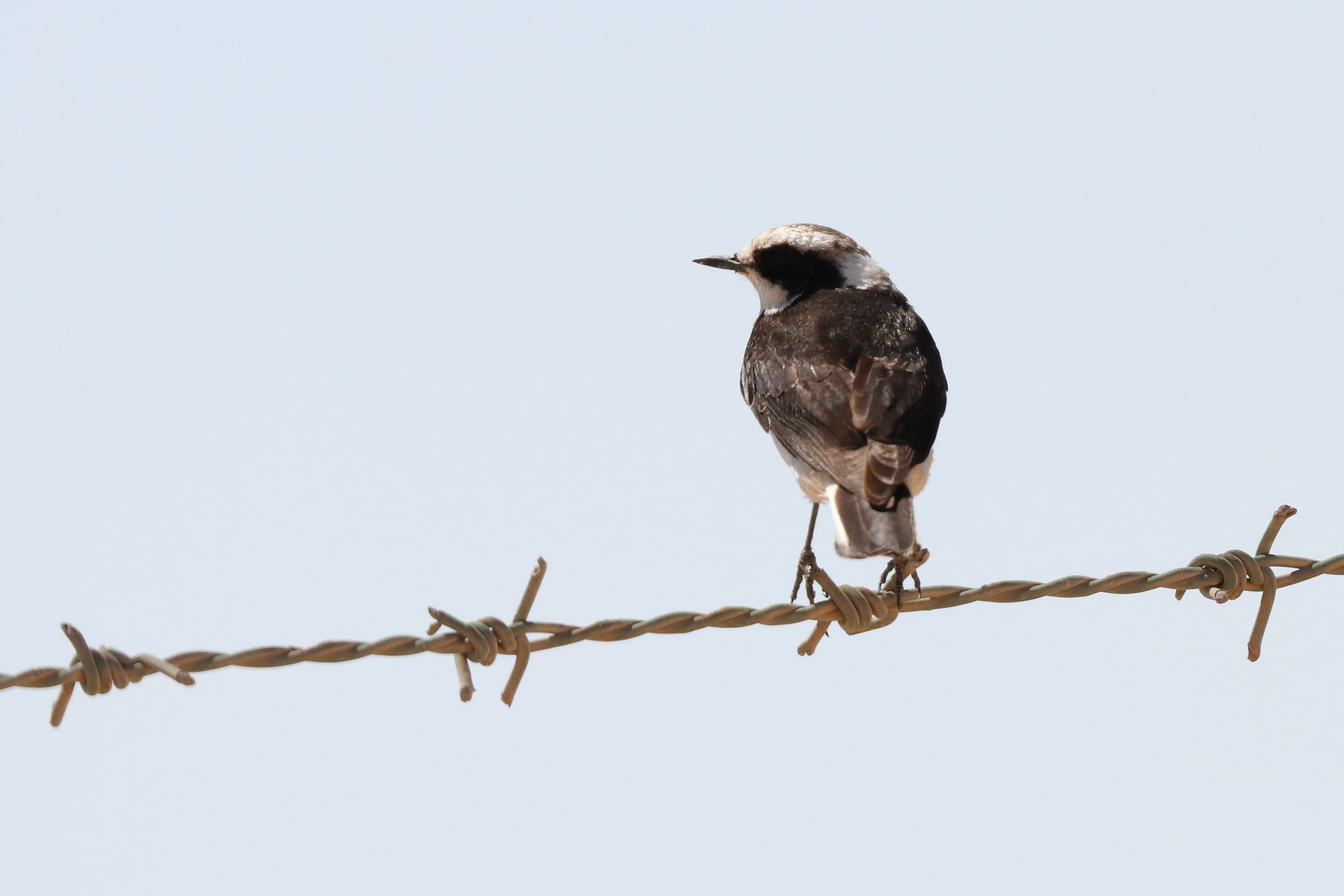 'vittata' Pied Wheatear. Qatar, 17 March 2014 © Neil G. Morris.