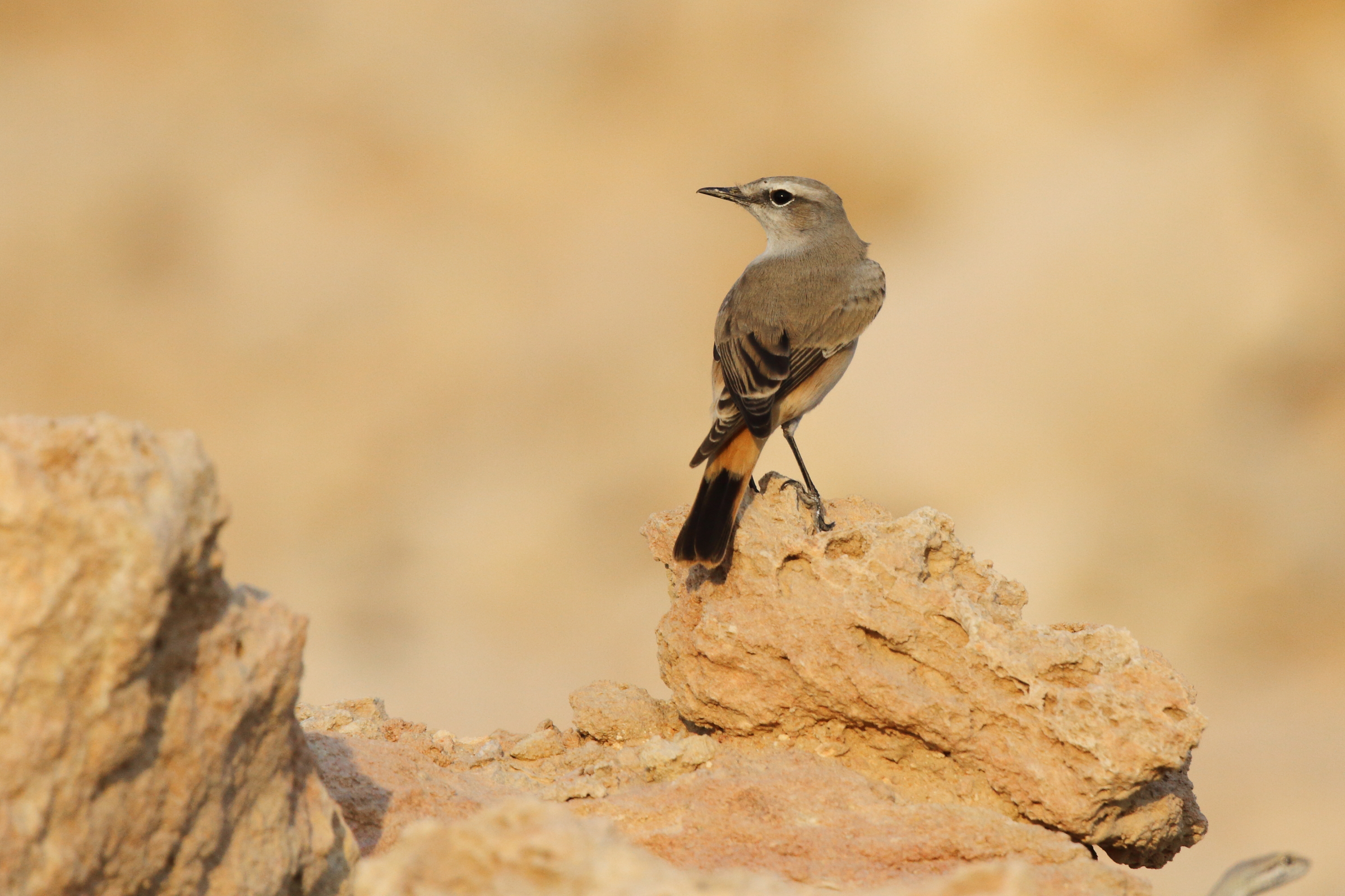 Red-tailed Wheatear. Qatar, 07 October 2012 © Neil G. Morris.