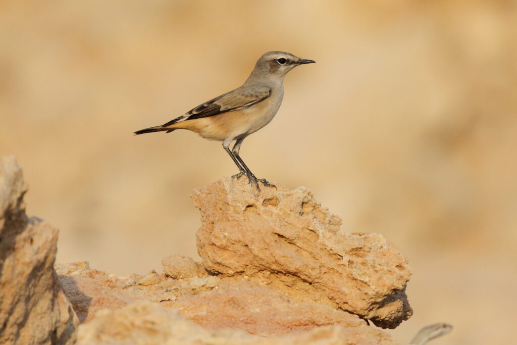 Red-tailed Wheatear. Qatar, 07 October 2012 © Neil G. Morris.