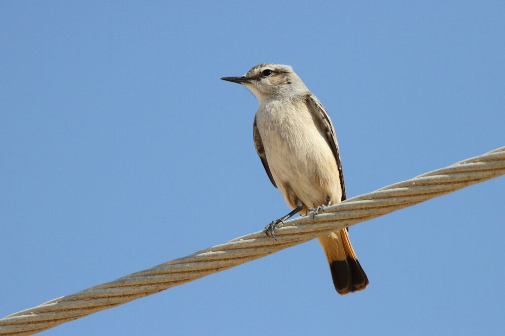 Red-tailed Wheatear. Qatar, 11 October 2012 © Neil G. Morris.