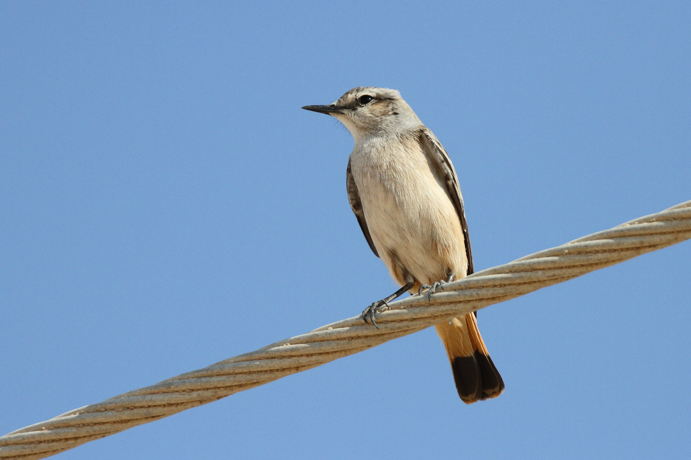 Red-tailed Wheatear. Qatar, 11 October 2012 © Neil G. Morris.