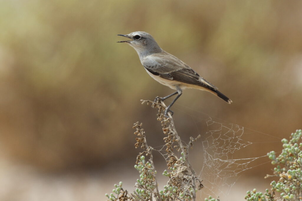 Red-tailed Wheatear. Qatar, 21 October 2012 © Neil G. Morris.