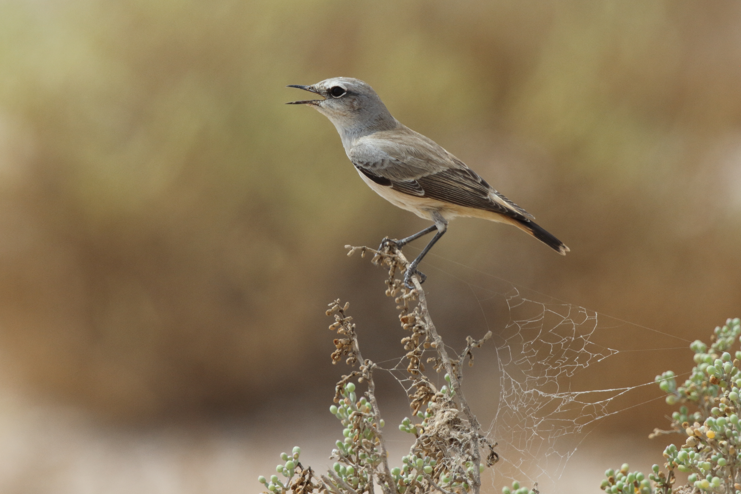 Red-tailed Wheatear. Qatar, 21 October 2012 © Neil G. Morris.