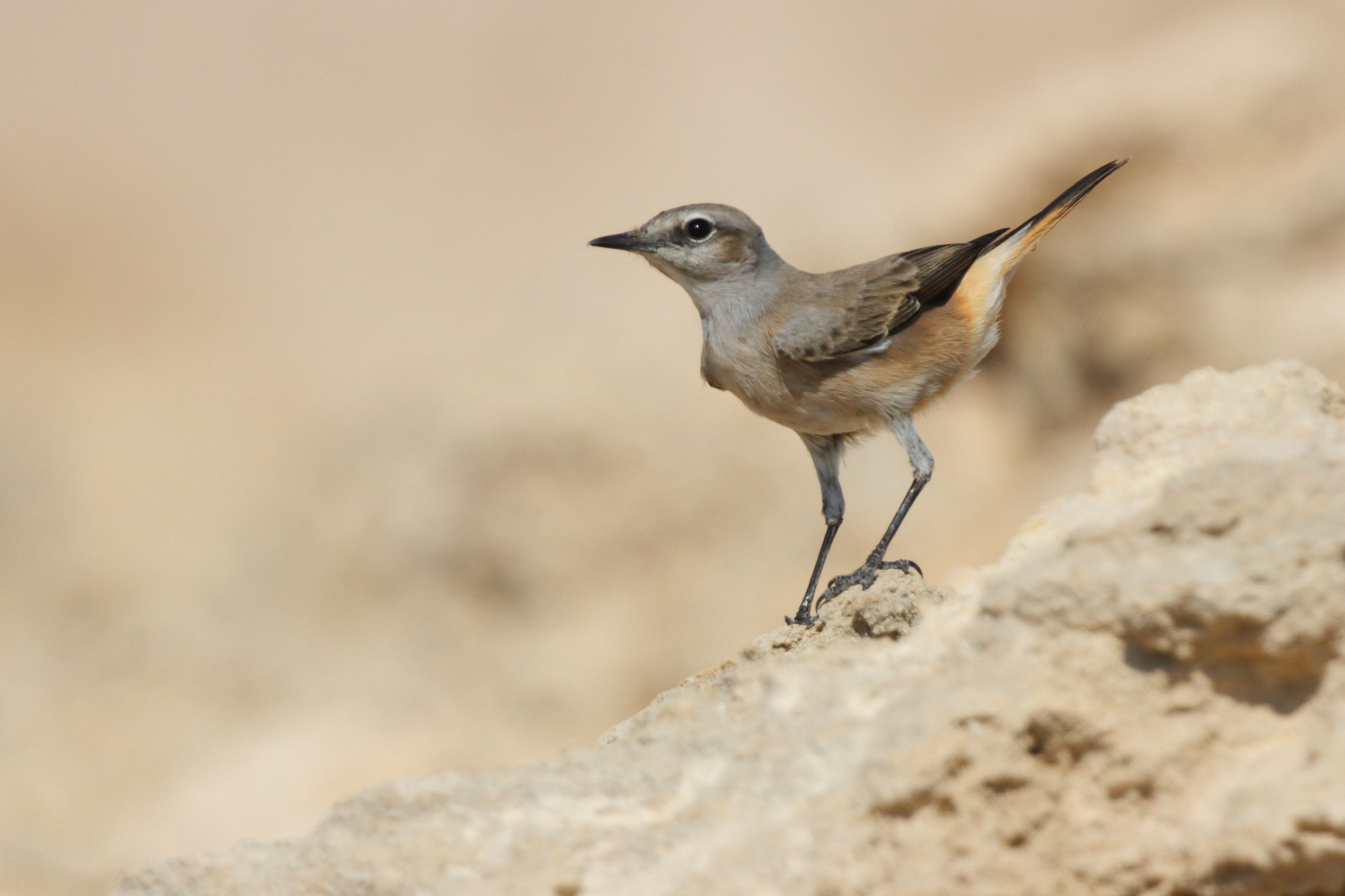 Red-tailed Wheatear. Qatar, 12 November 2012 © Neil G. Morris.