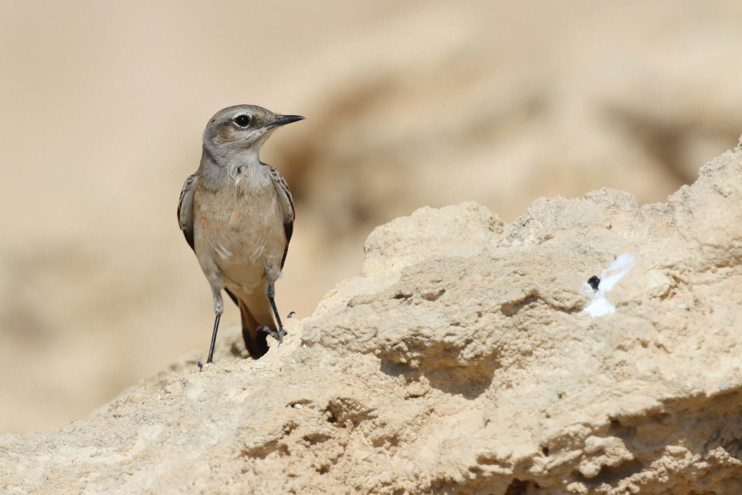 Red-tailed Wheatear. Qatar, 12 November 2012 © Neil G. Morris.