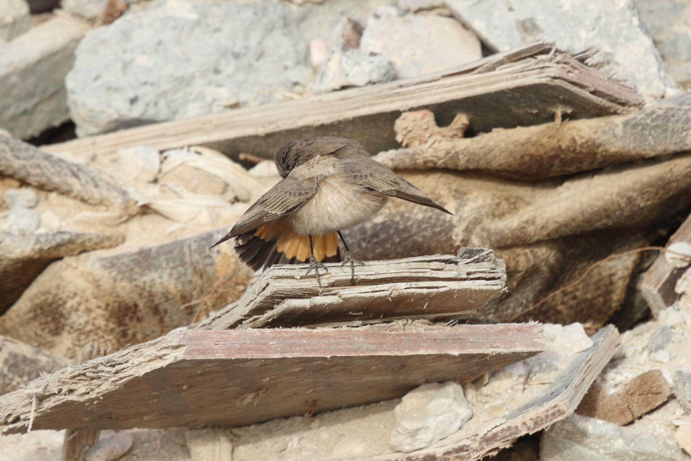 Putative Kurdistan Wheatear. Qatar, 25 February 2013 © Neil G. Morris.