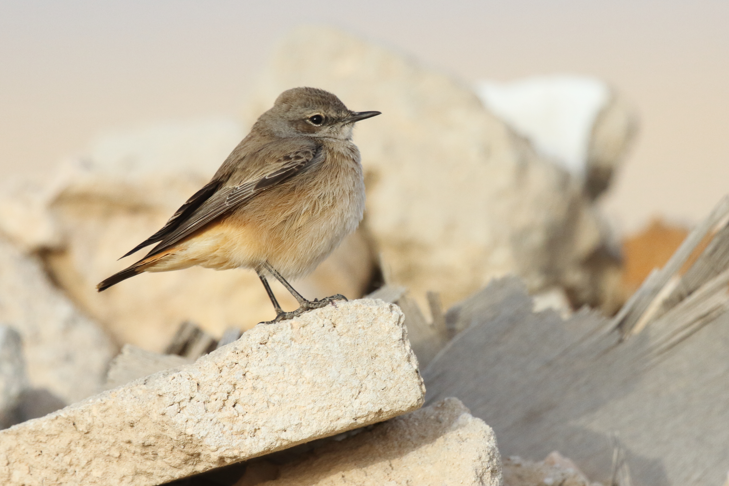 Putative Kurdistan Wheatear. Qatar, 25 February 2013 © Neil G. Morris.