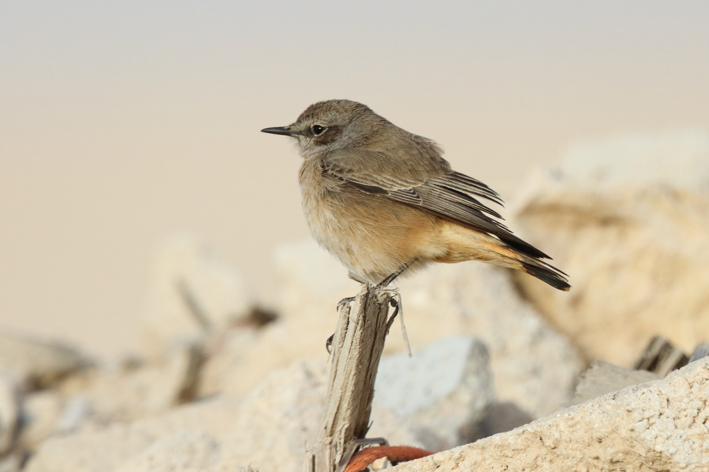 Putative Kurdistan Wheatear. Qatar, 25 February 2013 © Neil G. Morris.