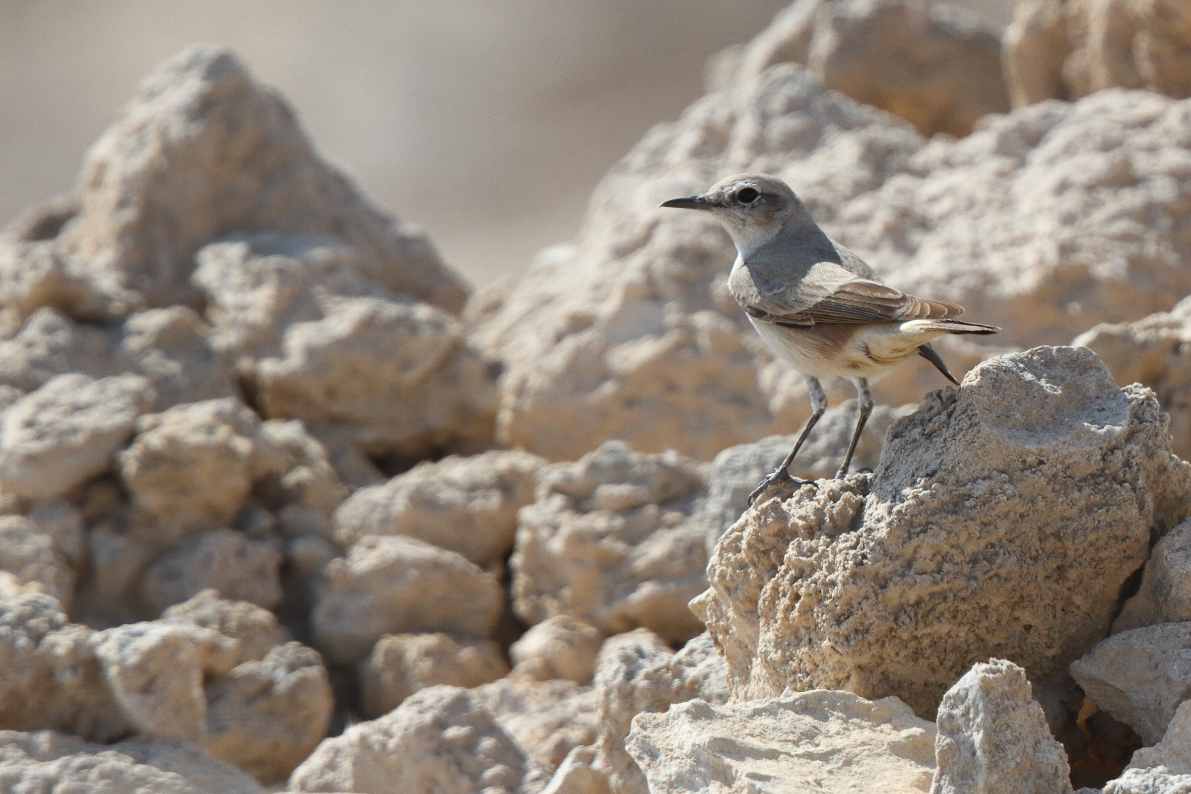 Red-tailed Wheatear. Qatar, 18 February 2014 © Neil G. Morris.