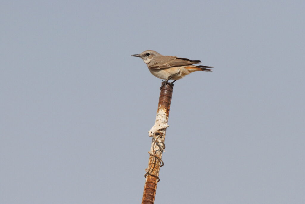Red-tailed Wheatear. Qatar, 18 February 2014 © Neil G. Morris.