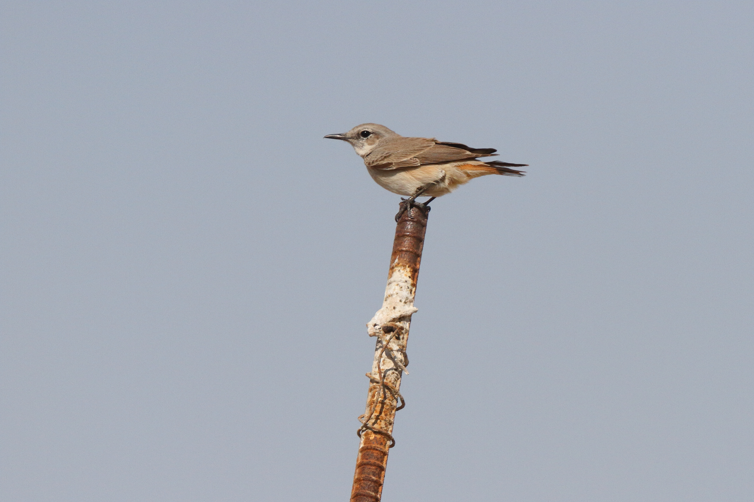 Red-tailed Wheatear. Qatar, 18 February 2014 © Neil G. Morris.