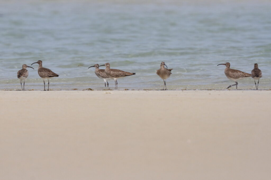 Whimbrel. Qatar, 30 April 2014 © Neil G. Morris.