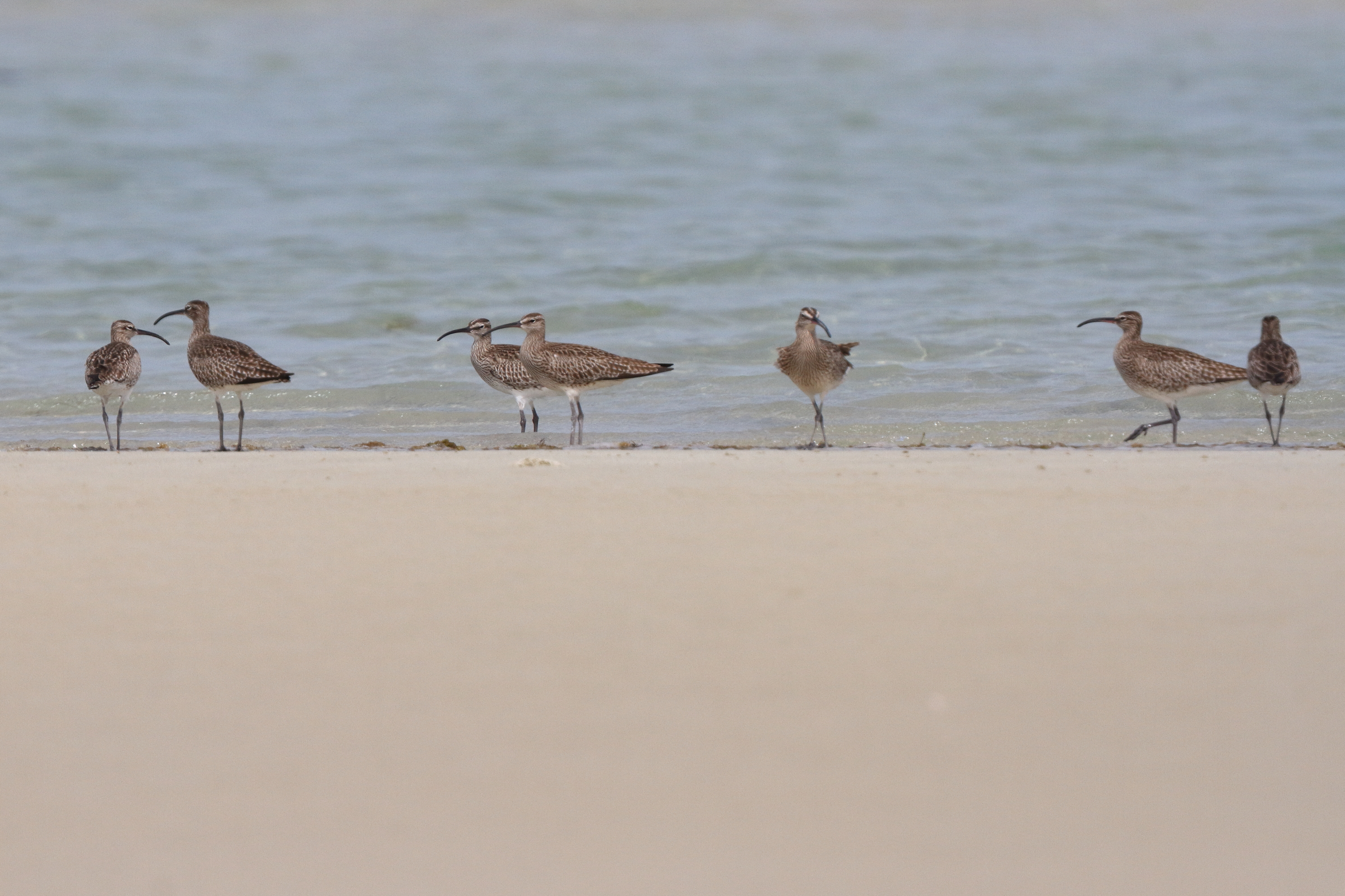 Eurasian Whimbrel. Qatar, 30 April 2014 © Neil G. Morris.