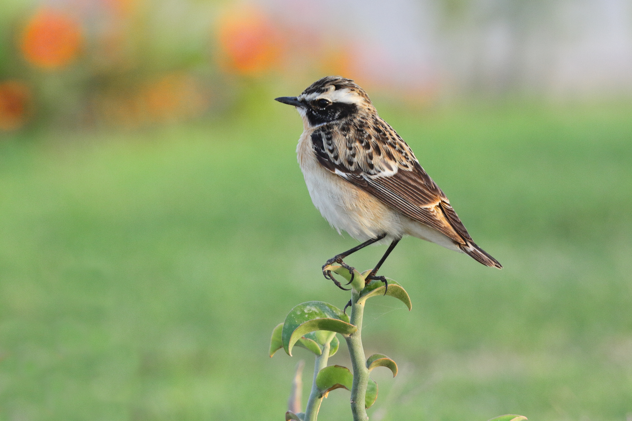 Whinchat. Qatar, 06 April 2013 © Neil G. Morris.