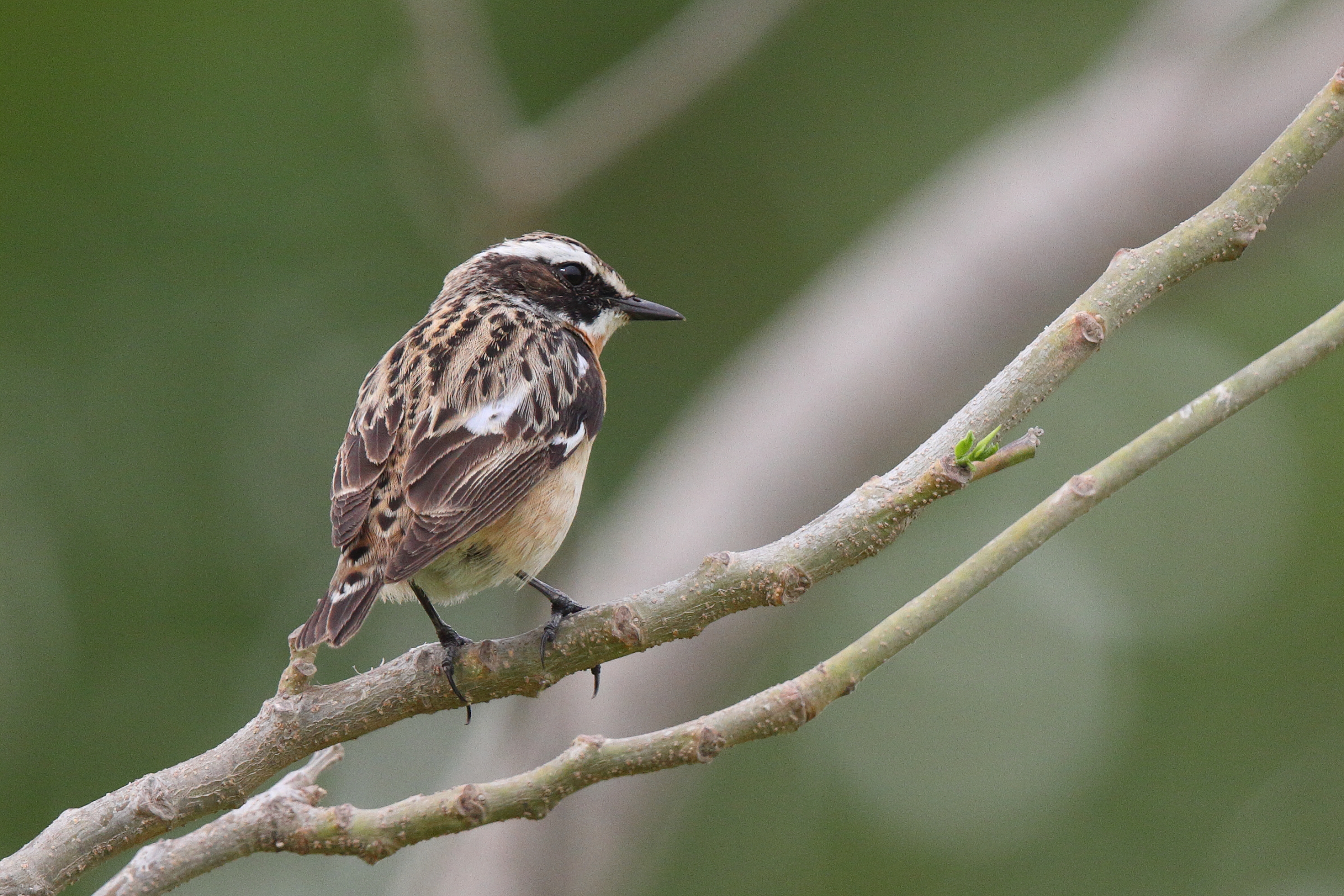 Whinchat. Qatar, 14 April 2013 © Neil G. Morris.