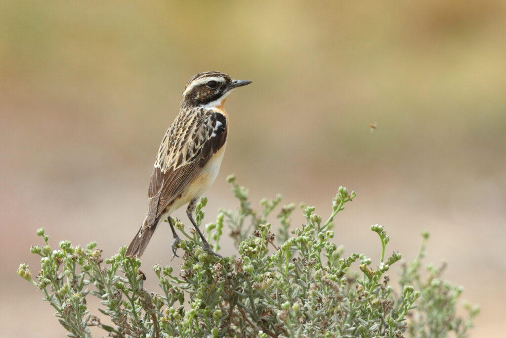 Whinchat. Qatar, 24 April 2013 © Neil G. Morris.