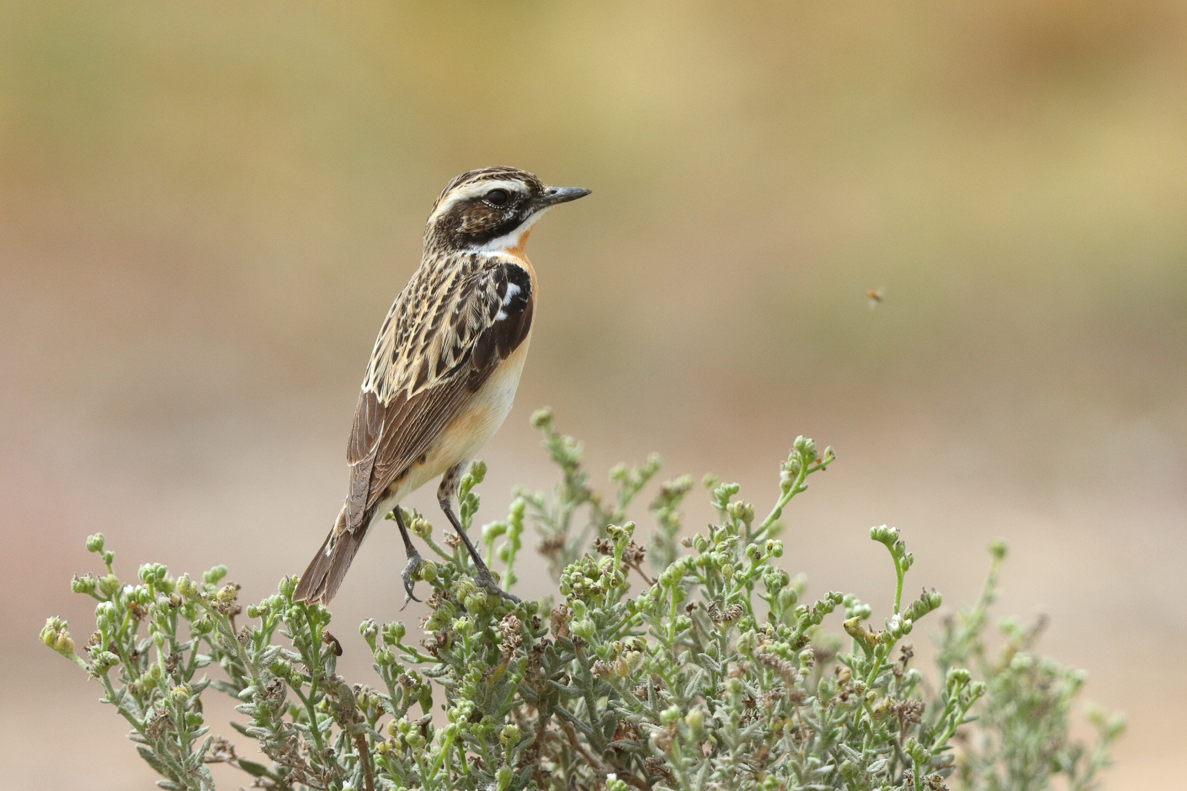 Whinchat. Qatar, 24 April 2013 © Neil G. Morris.