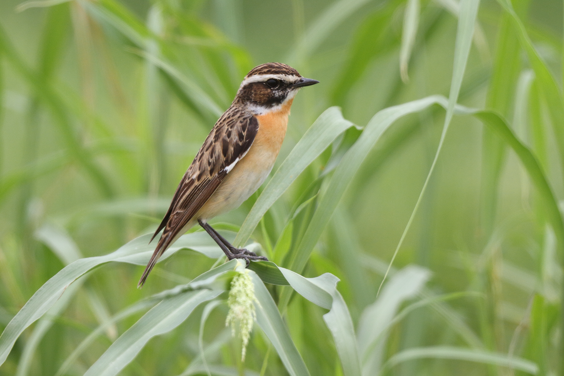 Whinchat. Qatar, 28 April 2013 © Neil G. Morris.