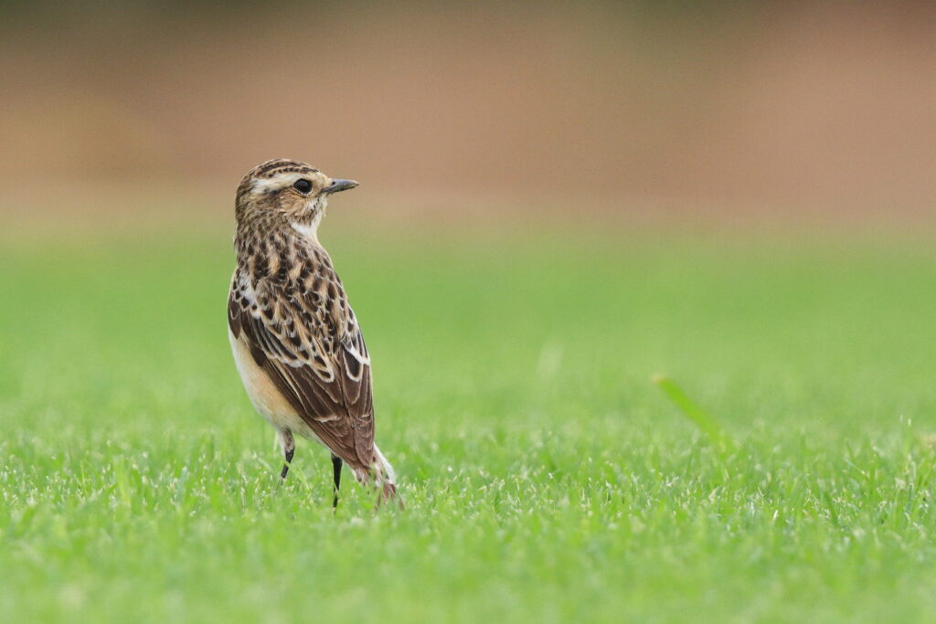 Whinchat. Qatar, 08 May 2013 © Neil G. Morris.