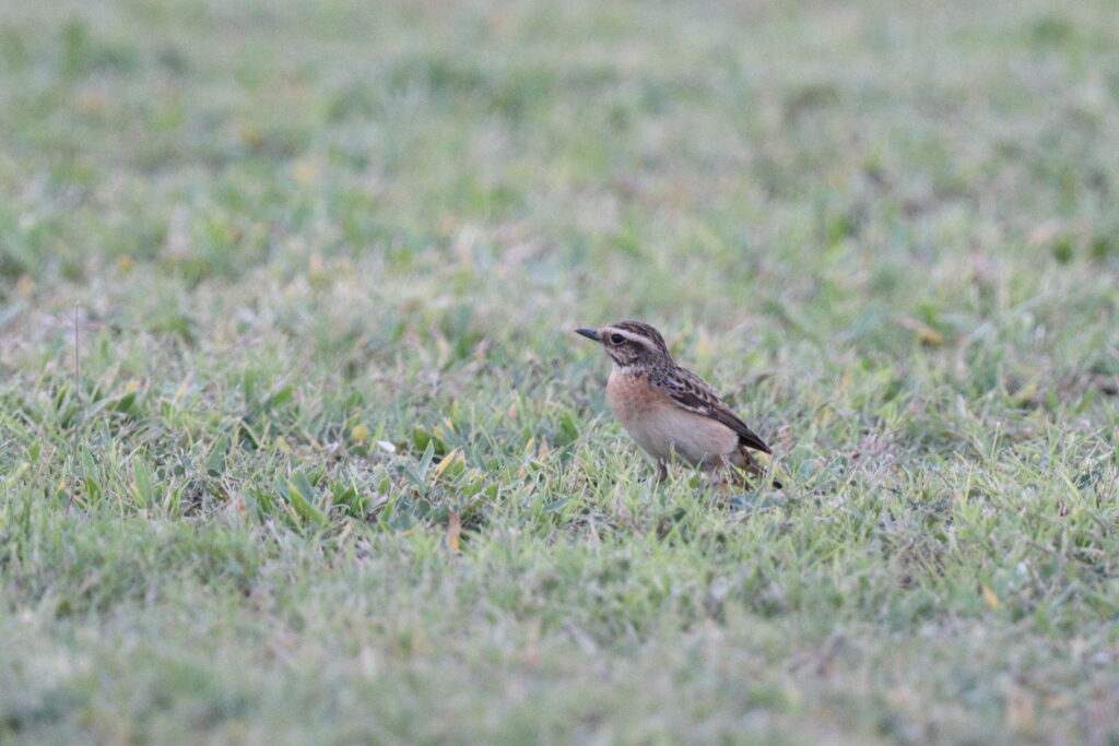 Whinchat. Qatar, 05 May 2014 © Neil G. Morris.