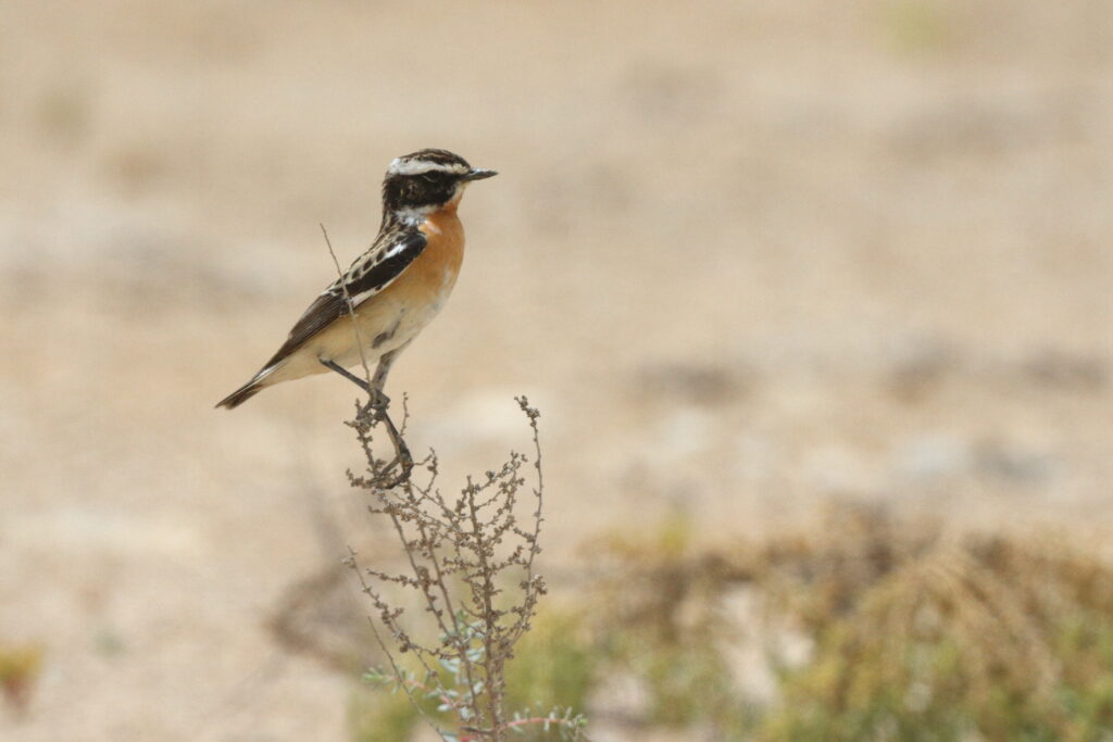 Whinchat. Qatar, 11 May 2014 © Neil G. Morris.