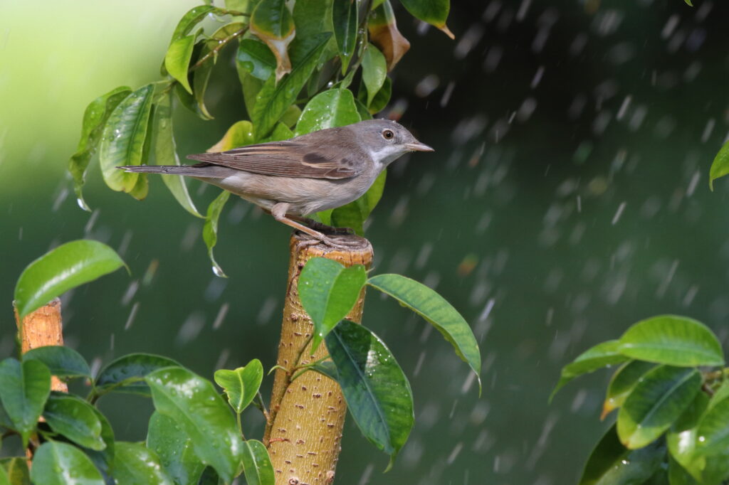 Common Whitethroat. Qatar, 01 October 2012 © Neil G. Morris.