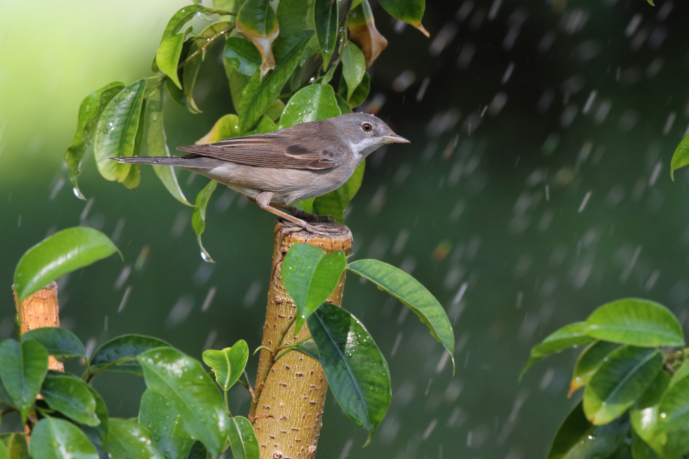 Common Whitethroat. Qatar, 01 October 2012 © Neil G. Morris.