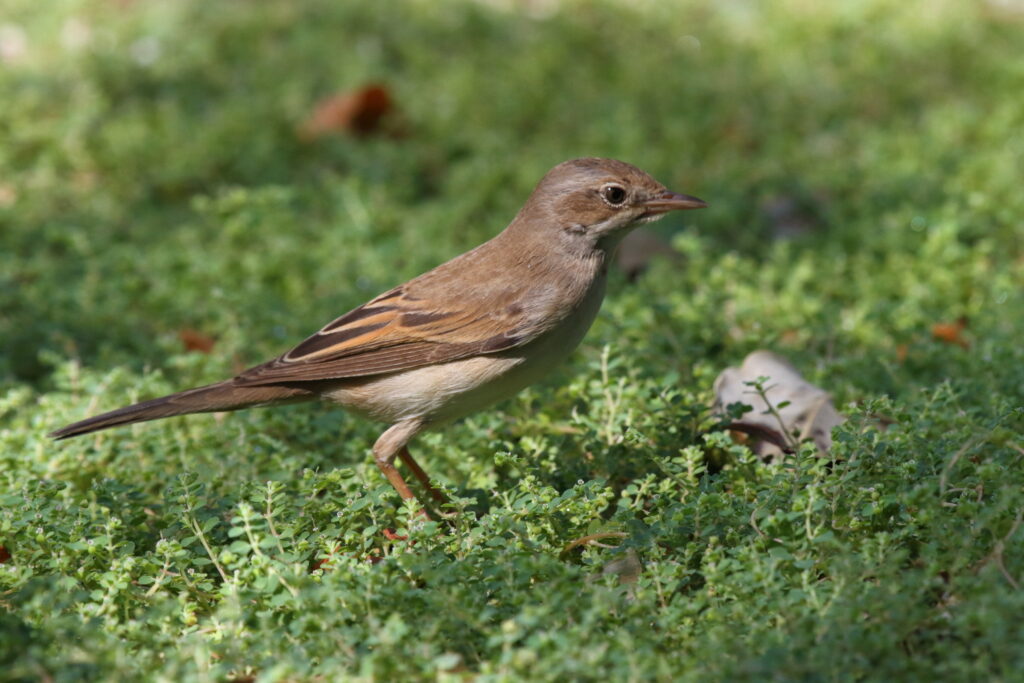 Common Whitethroat. Qatar, 01 October 2012 © Neil G. Morris.