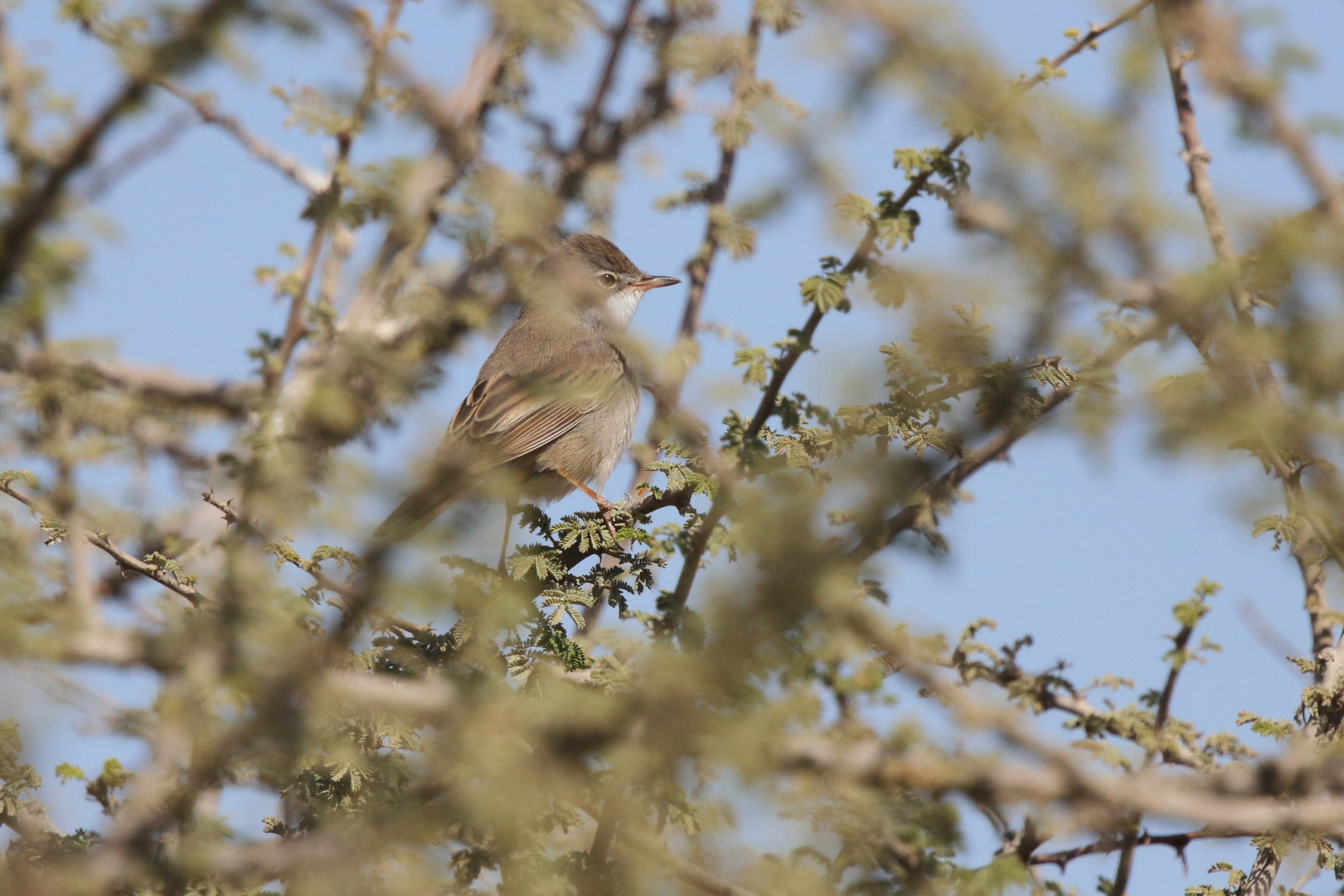 Common Whitethroat. Qatar, 23 February 2013 © Neil G. Morris.
