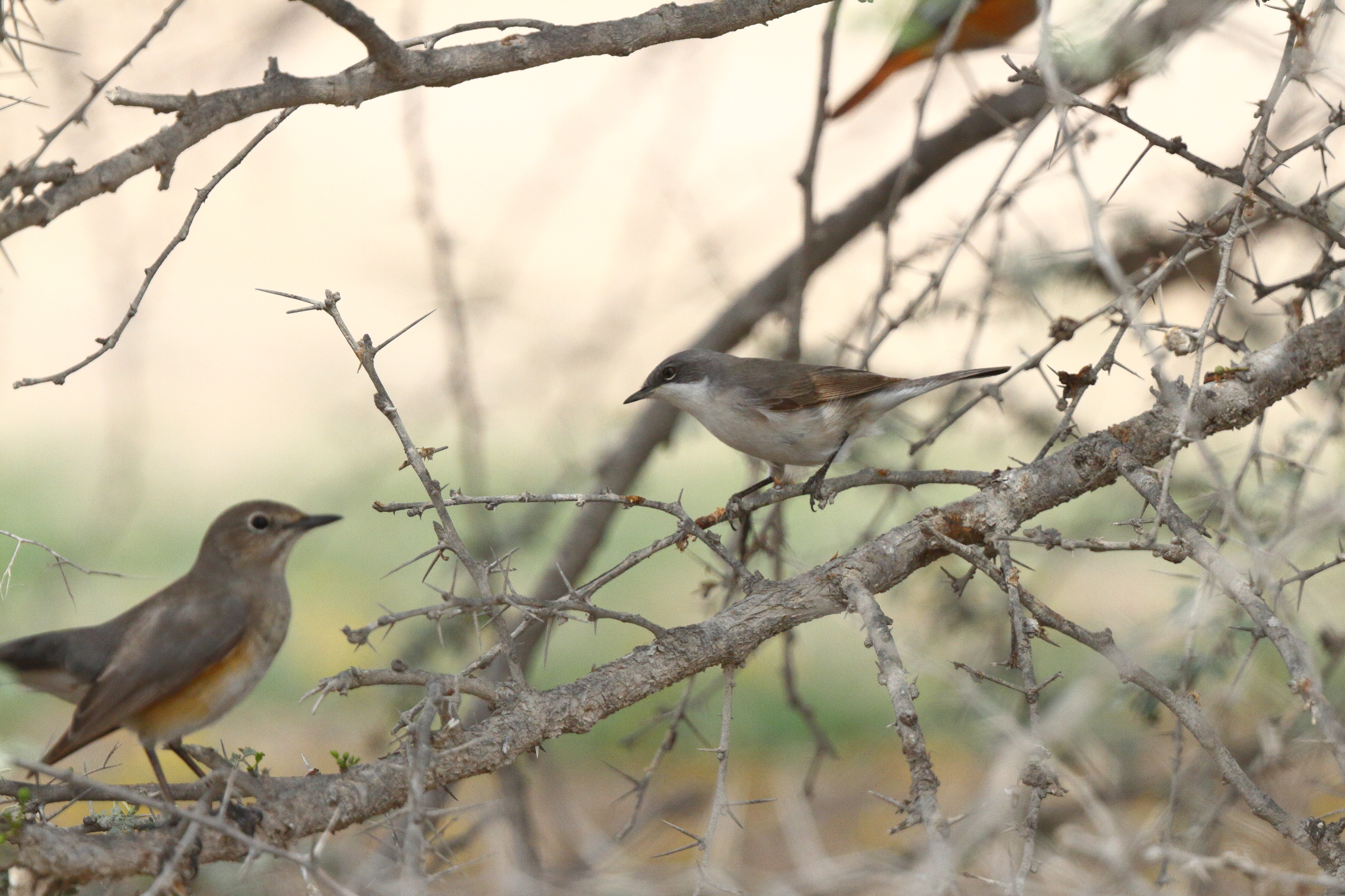 Common Whitethroat. Qatar, 25 March 2013 © Neil G. Morris.