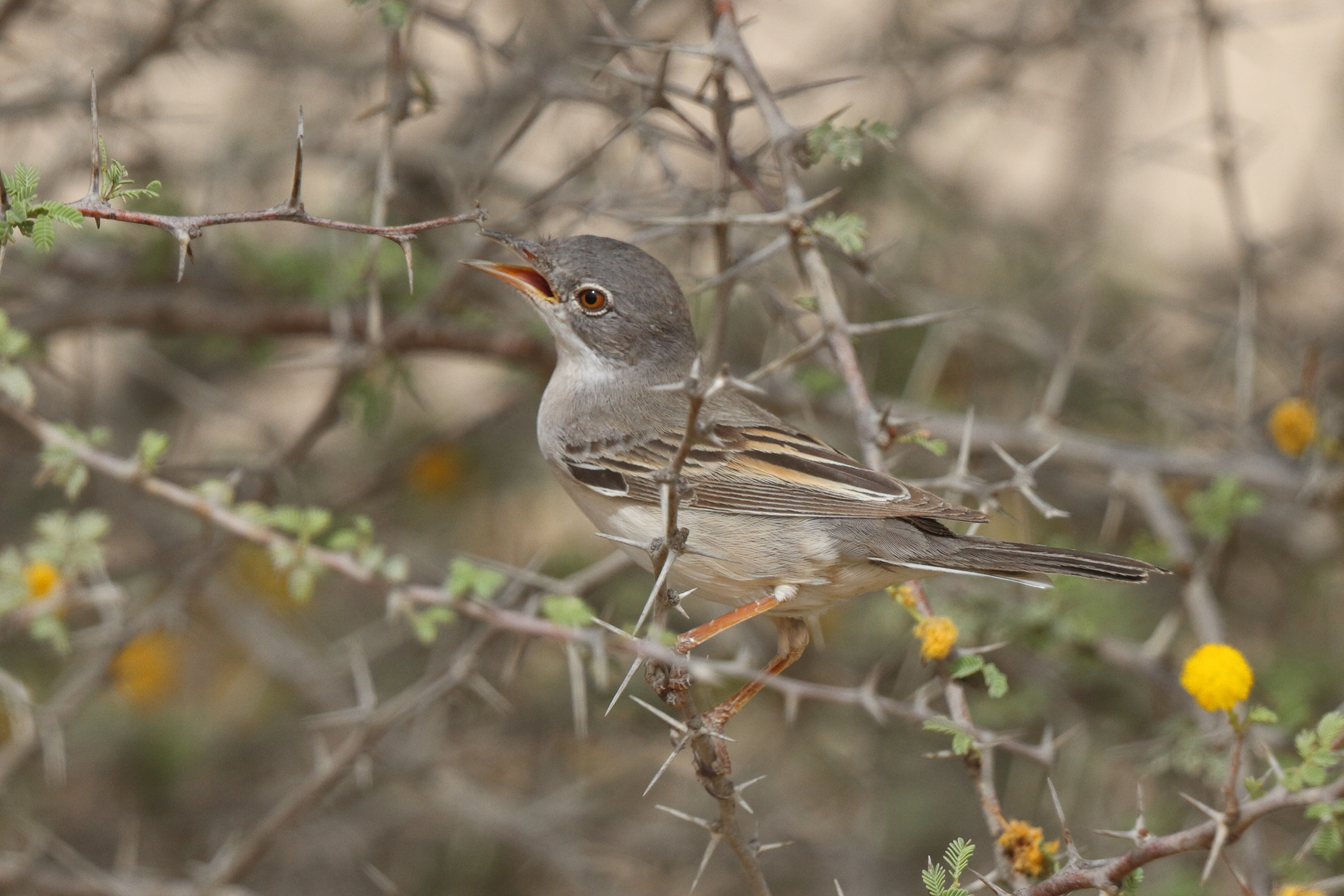 Common Whitethroat. Qatar, 23 April 2013 © Neil G. Morris.