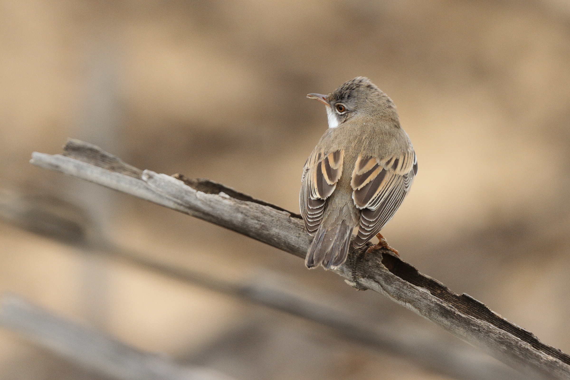 Common Whitethroat. Qatar, 30 April 2013 © Neil G. Morris.
