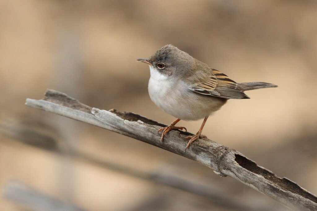 Common Whitethroat. Qatar, 30 April 2013 © Neil G. Morris.