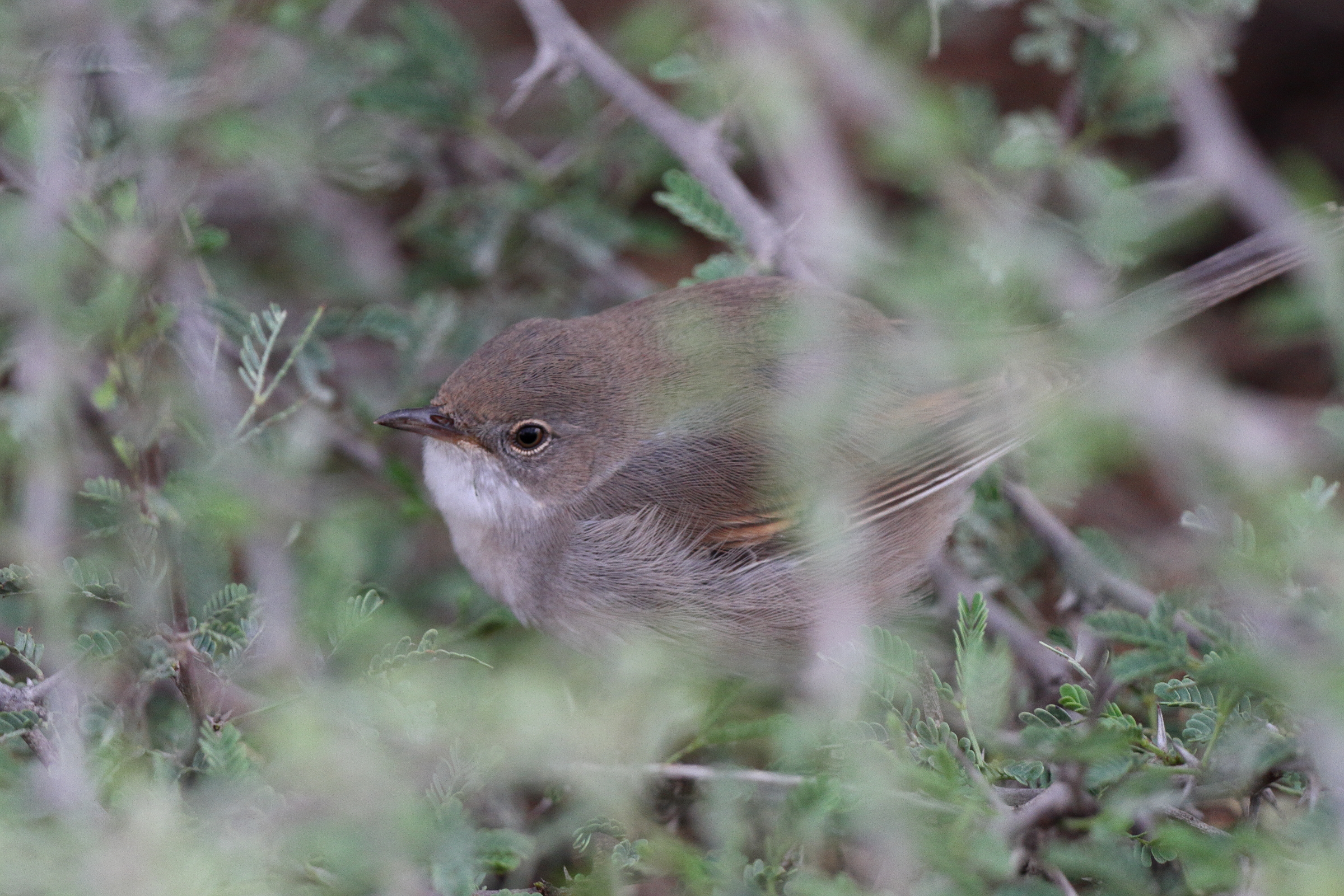 Common Whitethroat. Qatar, 26 March 2014 © Neil G. Morris.