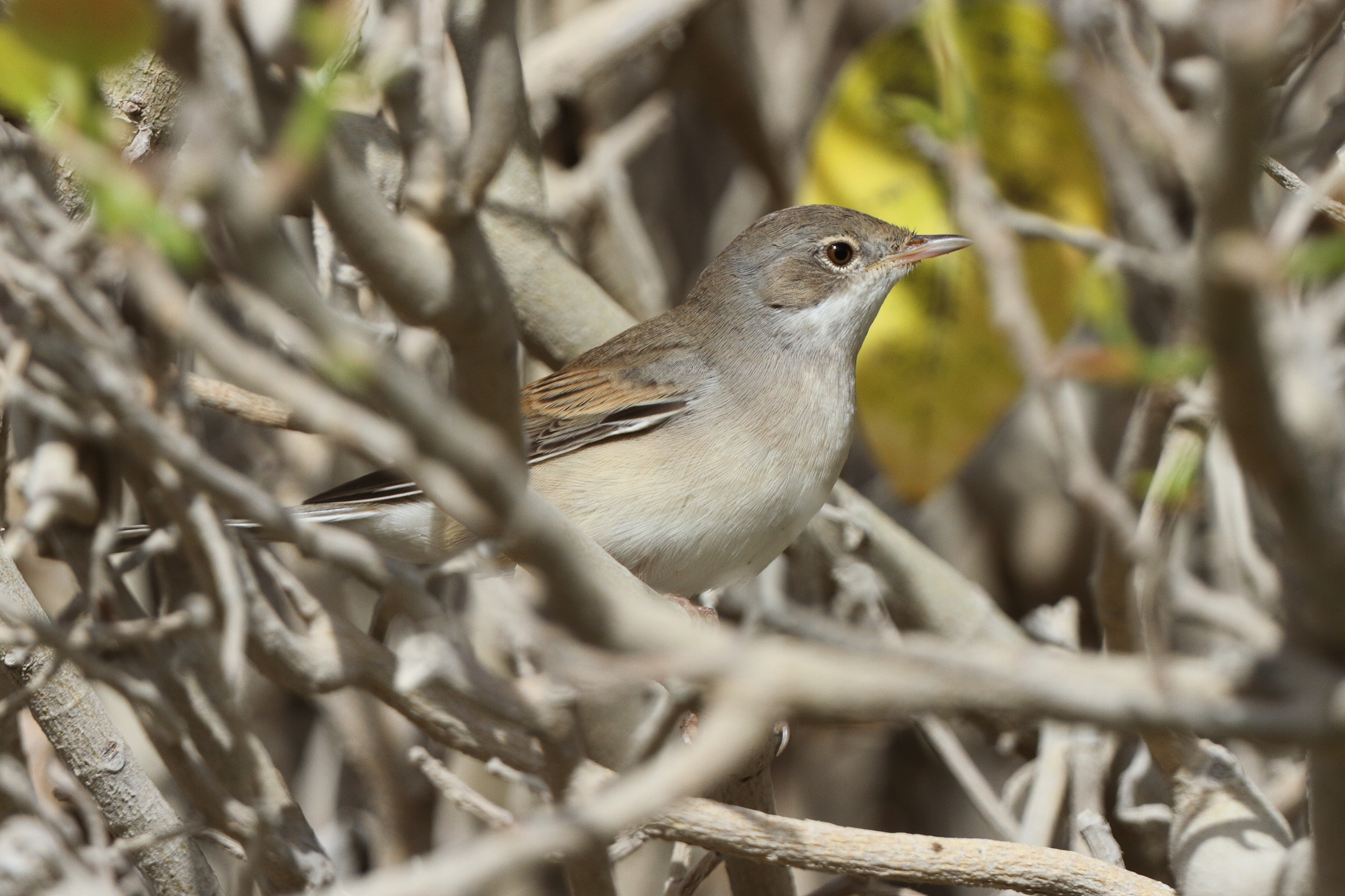 Common Whitethroat. Qatar, 05 May 2014 © Neil G. Morris.