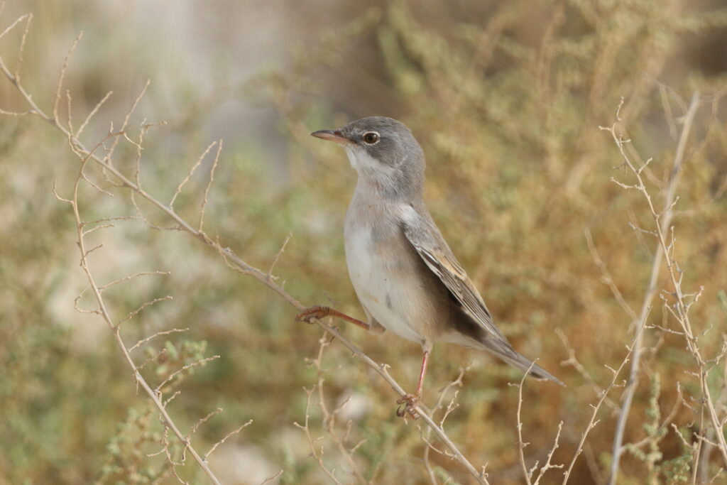 Common Whitethroat. Qatar, 11 May 2014 © Neil G. Morris.
