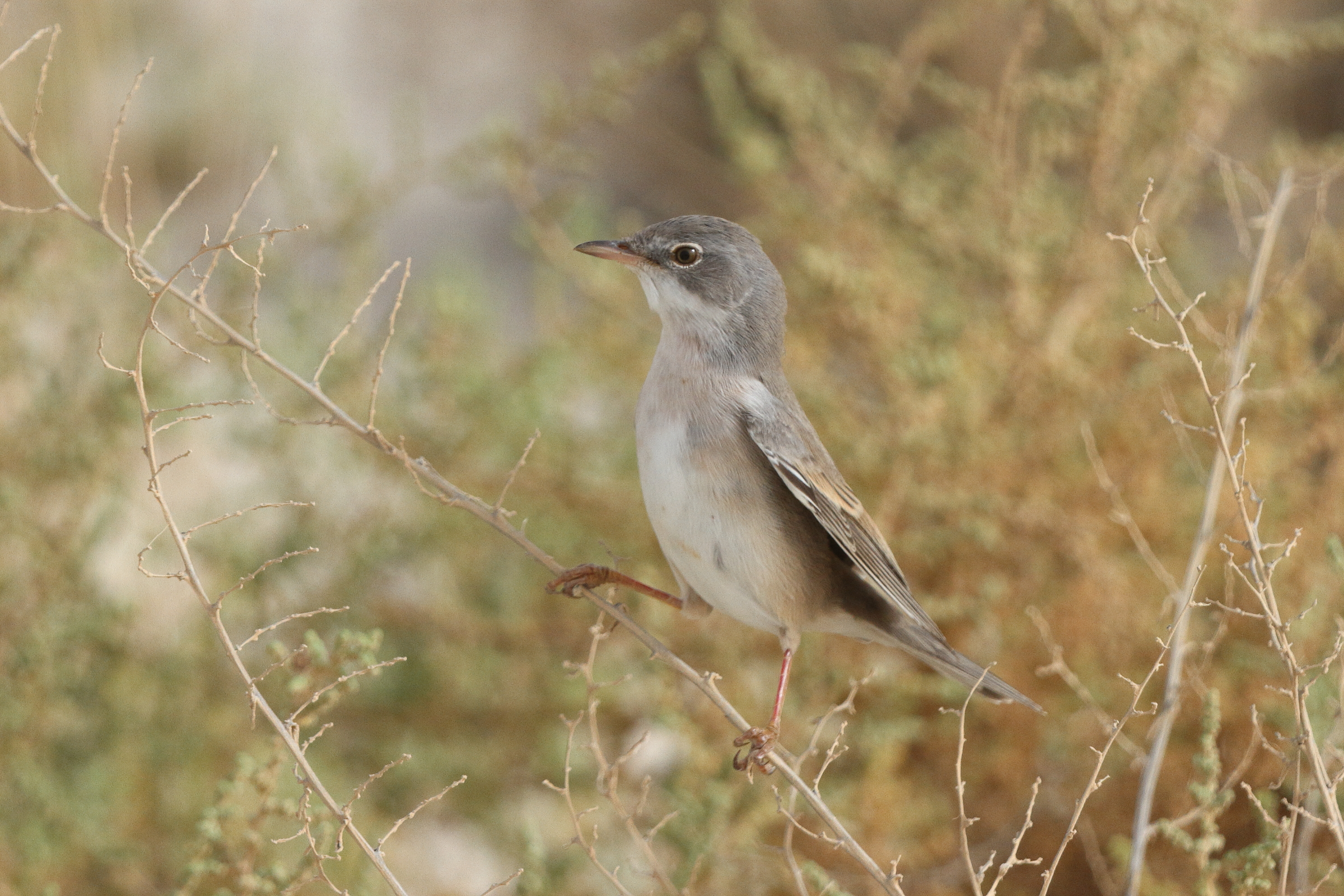 Common Whitethroat. Qatar, 11 May 2014 © Neil G. Morris.