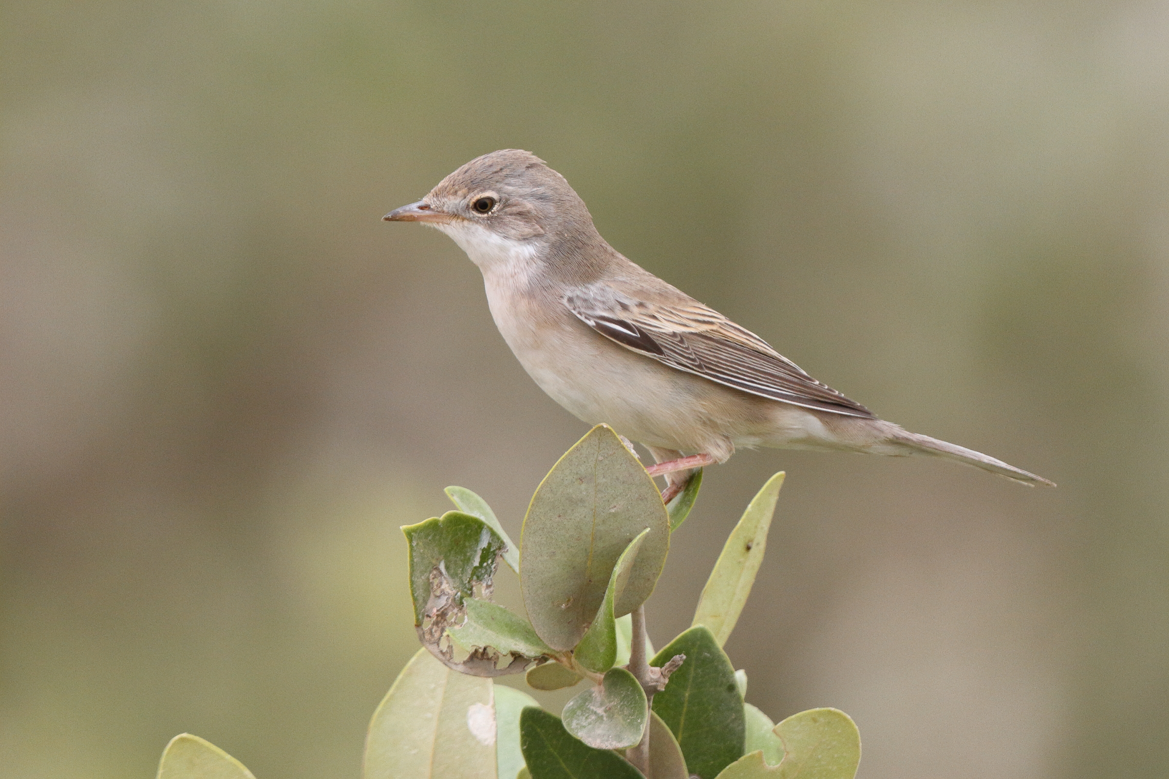 Common Whitethroat. Qatar, 13 May 2014 © Neil G. Morris.
