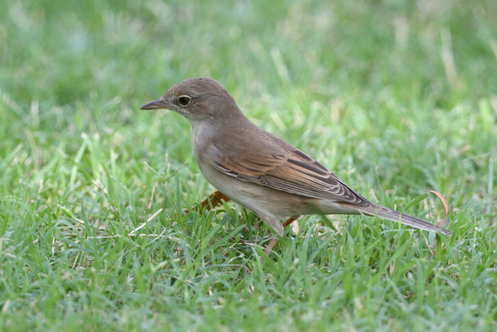 Common Whitethroat. Qatar, 21 May 2014 © Neil G. Morris.